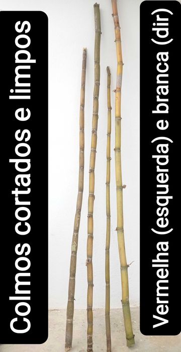 Cana de açúcar (molhos) [VER DESCRIÇÃO]