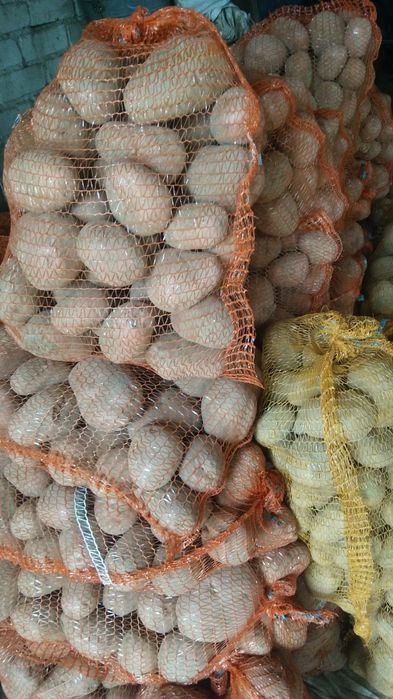 Ziemniaki jadalne Bellarosa, Baltic-rosa