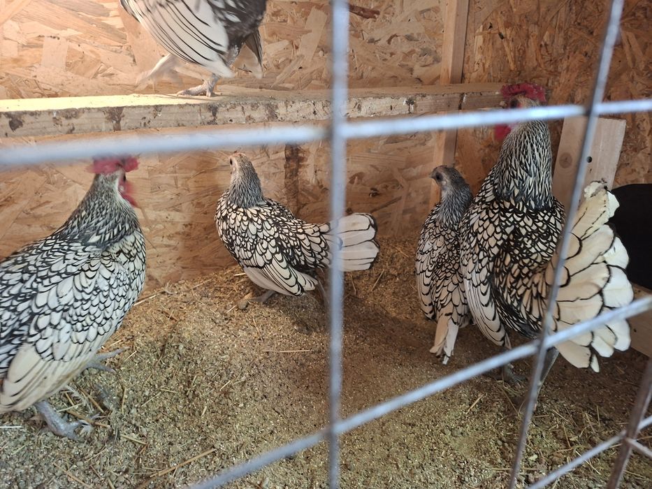 Куры яванская бентамка