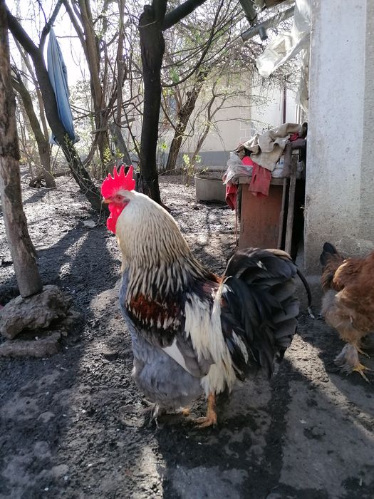 Півні породи Брама