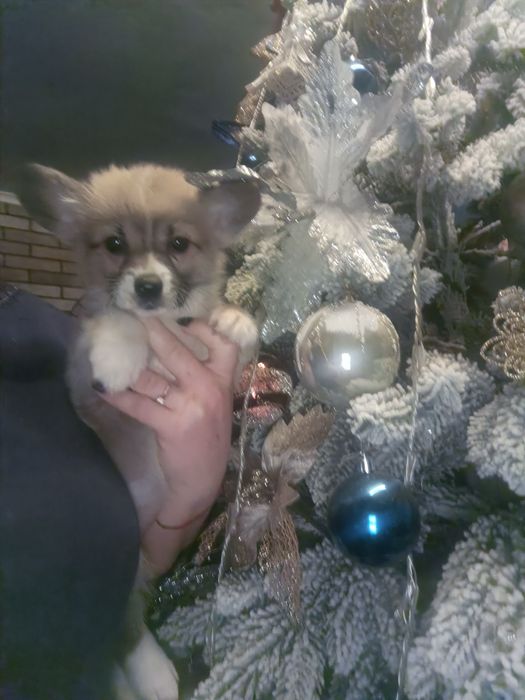 Дві чарівні дівчинка коргі