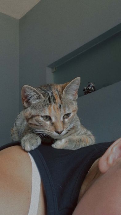 Gatinha bebé para adoção