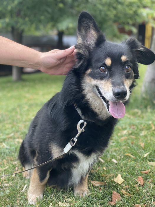 Пес, метис коргі в хороші руки