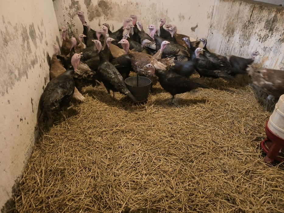 Sprzedam indyki czarne