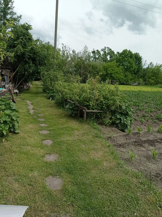 Доглянута садиба в передмісті Чернігова. Село Деснянка.