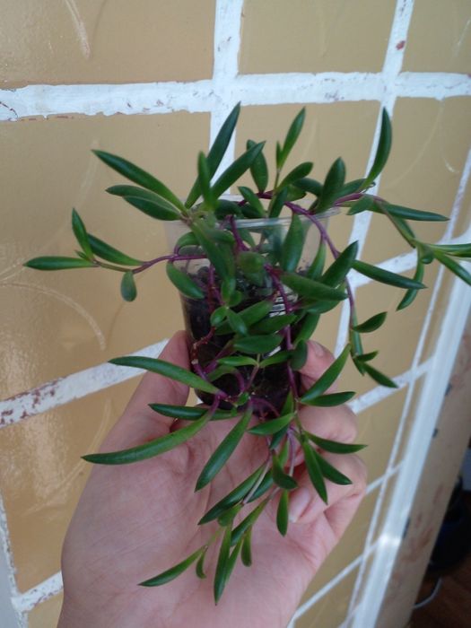 Крестовник Оттона ( рубиновые бусы).