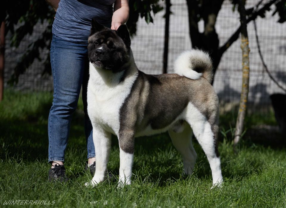 Американська Акіта Американская Акита, КСУ, крові Ruthdales/Saburuko !