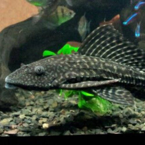 Vendo peixes variados