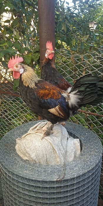 Декоративні півні