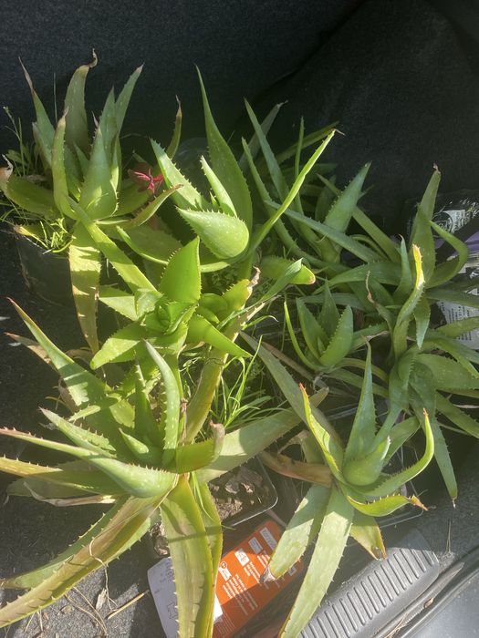 Aloes ukorzeniony i sadzonki