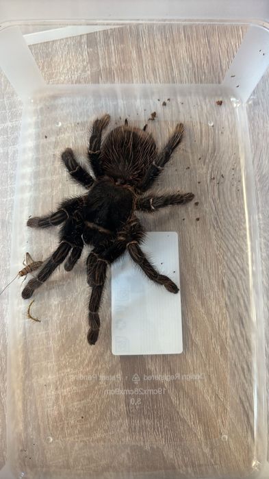 Ptasznik Lasiodora Parahybana
