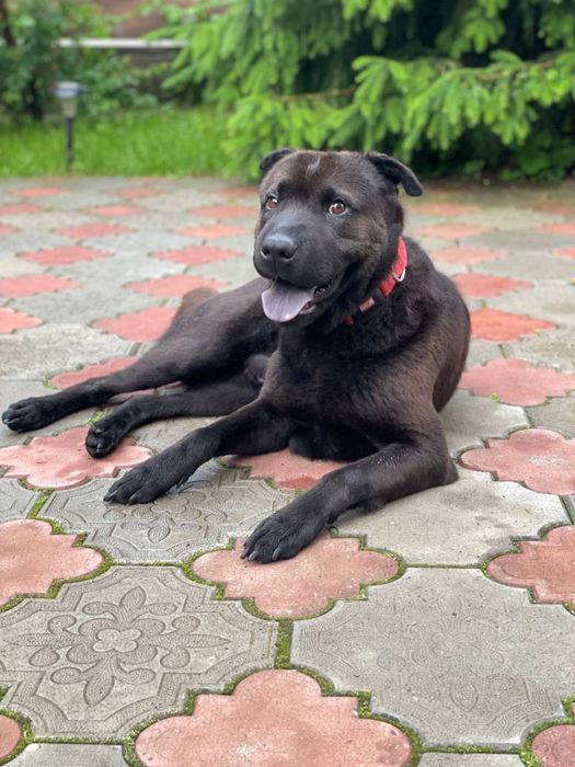 Собака, американський шарпей