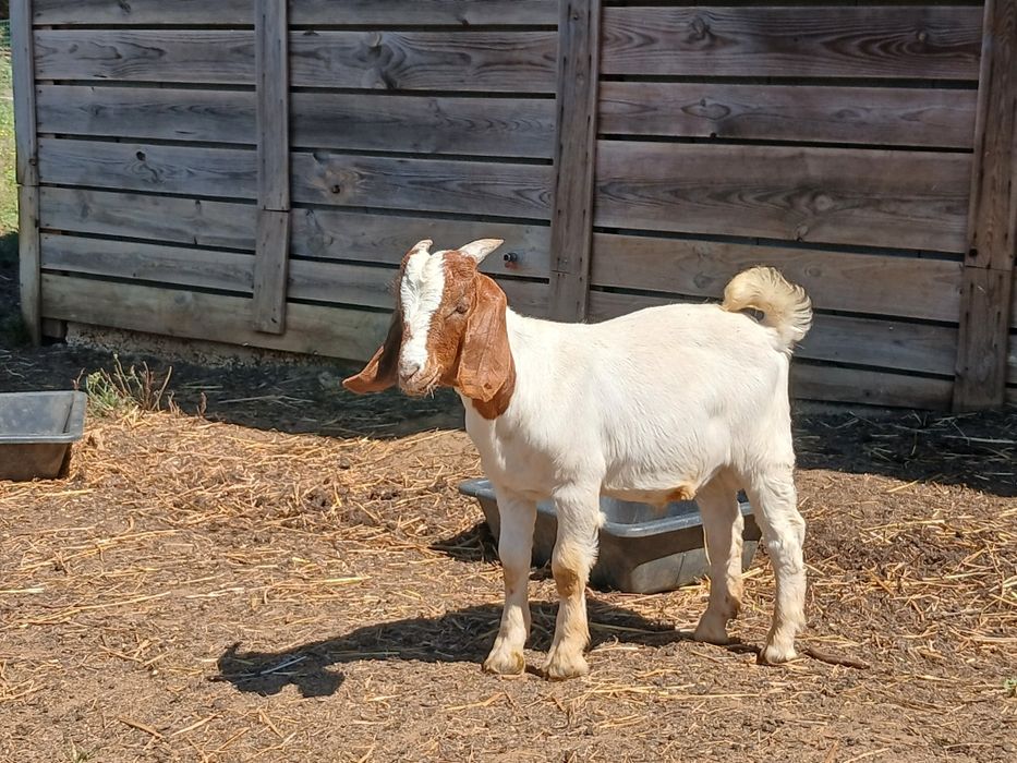 Cabrito Raça Boer