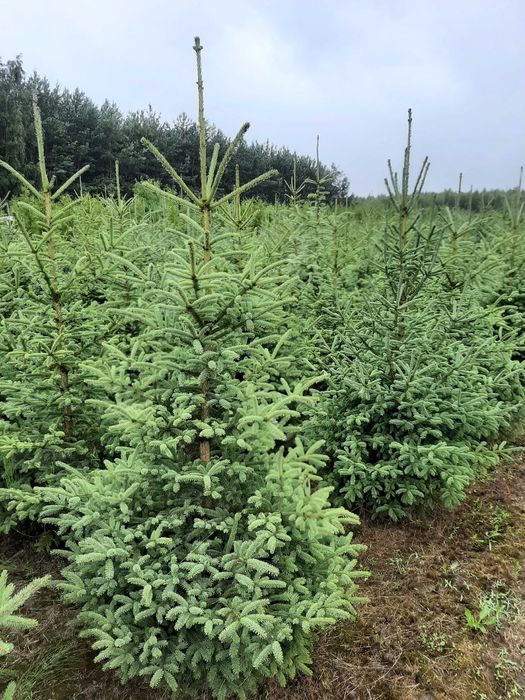 świerk Biały odm. Densata 200 cm