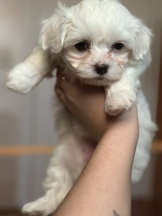 Мальтійська болонка