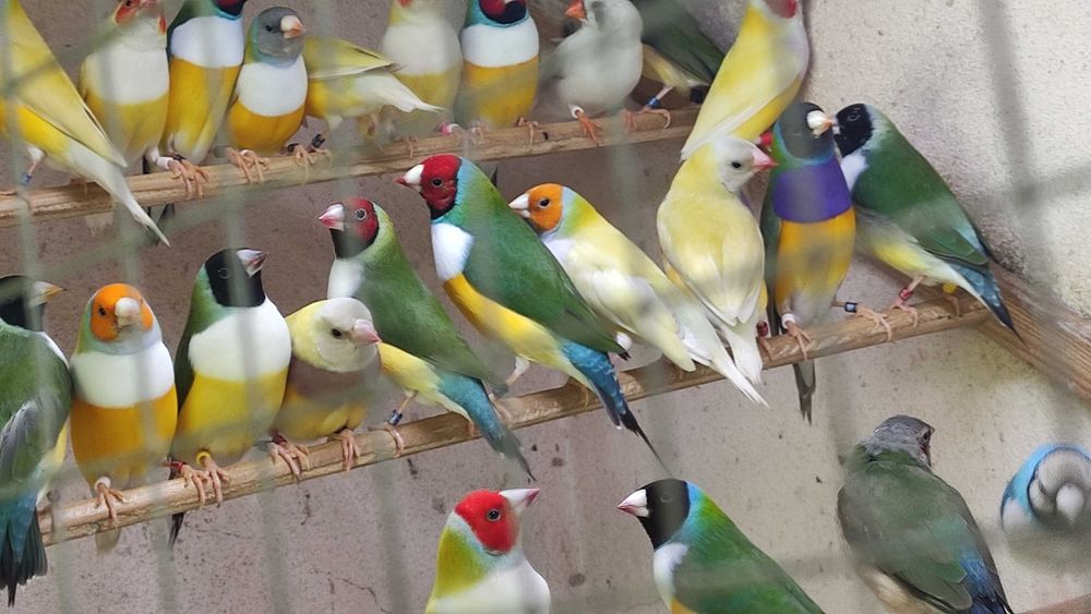 Diamantes gould aves de boa linhagens