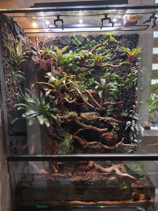 Czerwona roślina do terrarium