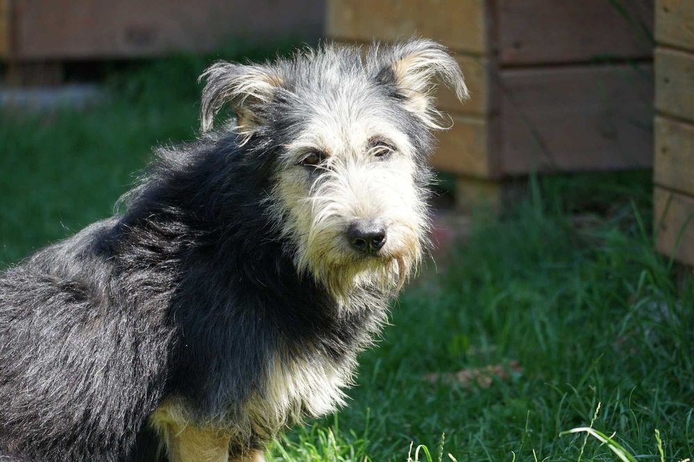 Sand - szorstkowłosy piesek szuka domu