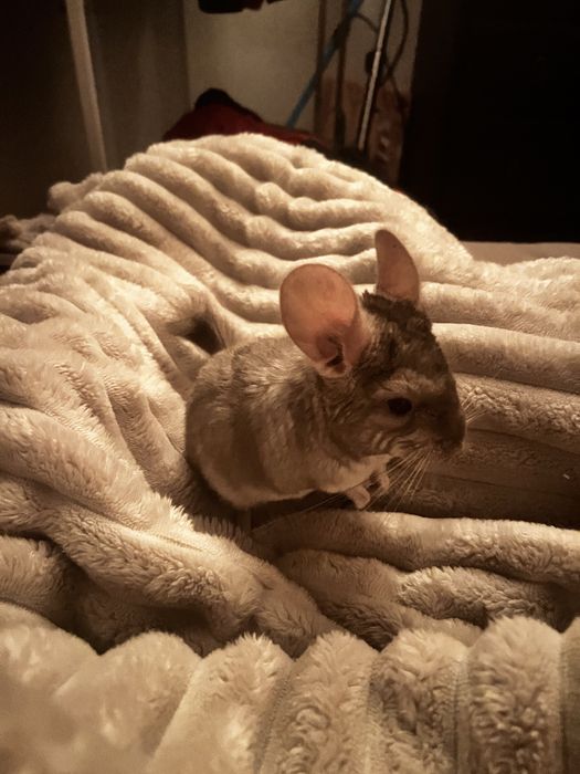 Szynszyl Samiec 4 miesiecy