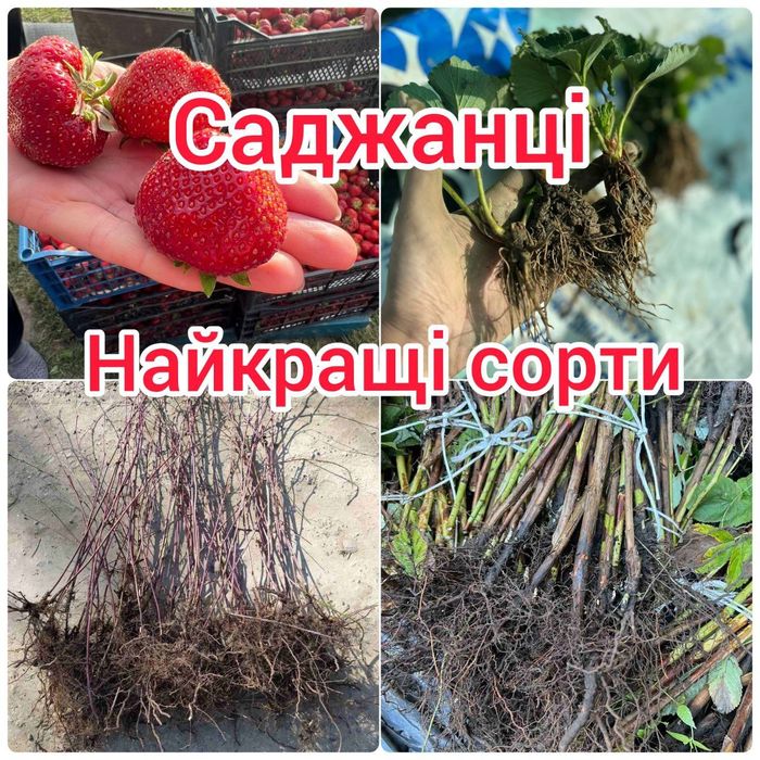 Качественная Рассада Клубники Малины — Опт и Розница от Производителя!