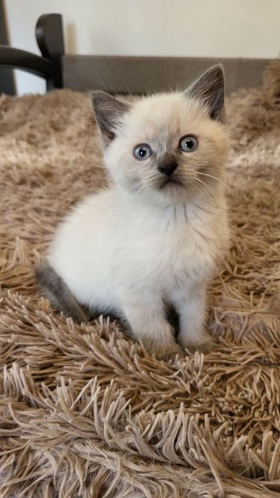 Невська маскарадна кошенята хлопчики Blue & Red Point