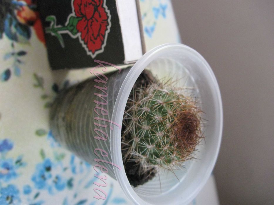 Кактус ребуция желтый.