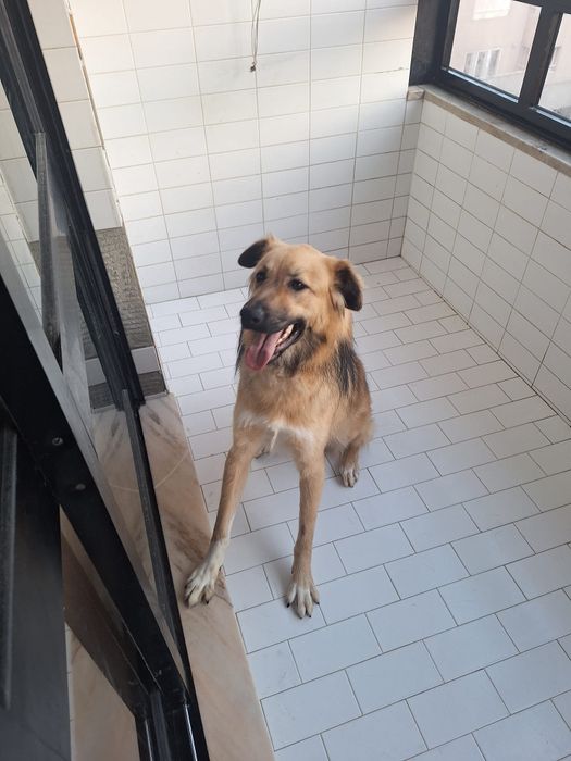 Caozinho de 10 mesinhos para adopção