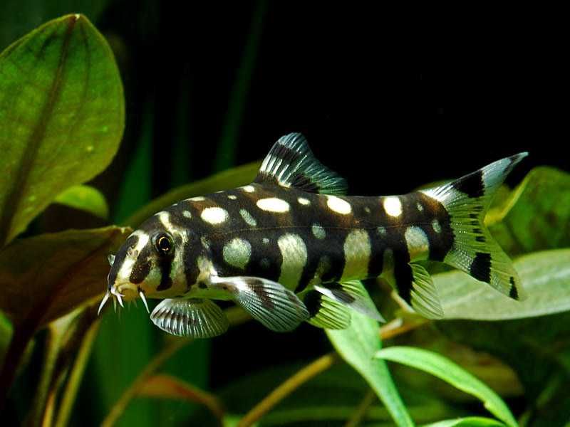 GB Bocja Kubota, Botia Kubotai - dowóz ryb!