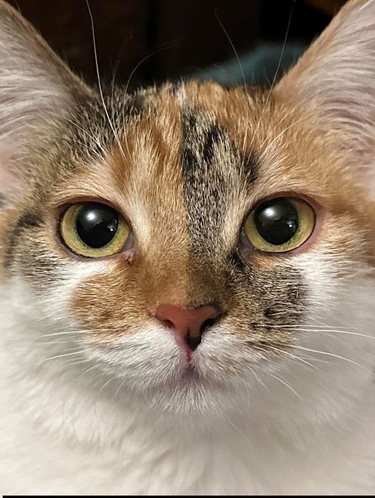 PELA – mały wulkan energii w poszukiwaniu swojego człowieka