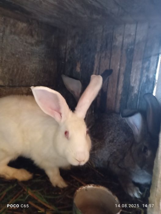 Продам кролі великі файні