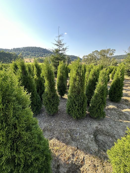 Tuja thuje szmaragd szmaragdy sadzenie transport