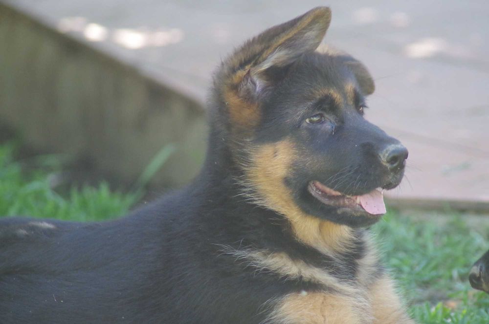 Cachorra Pastor Alemão - Melhor da ninhada