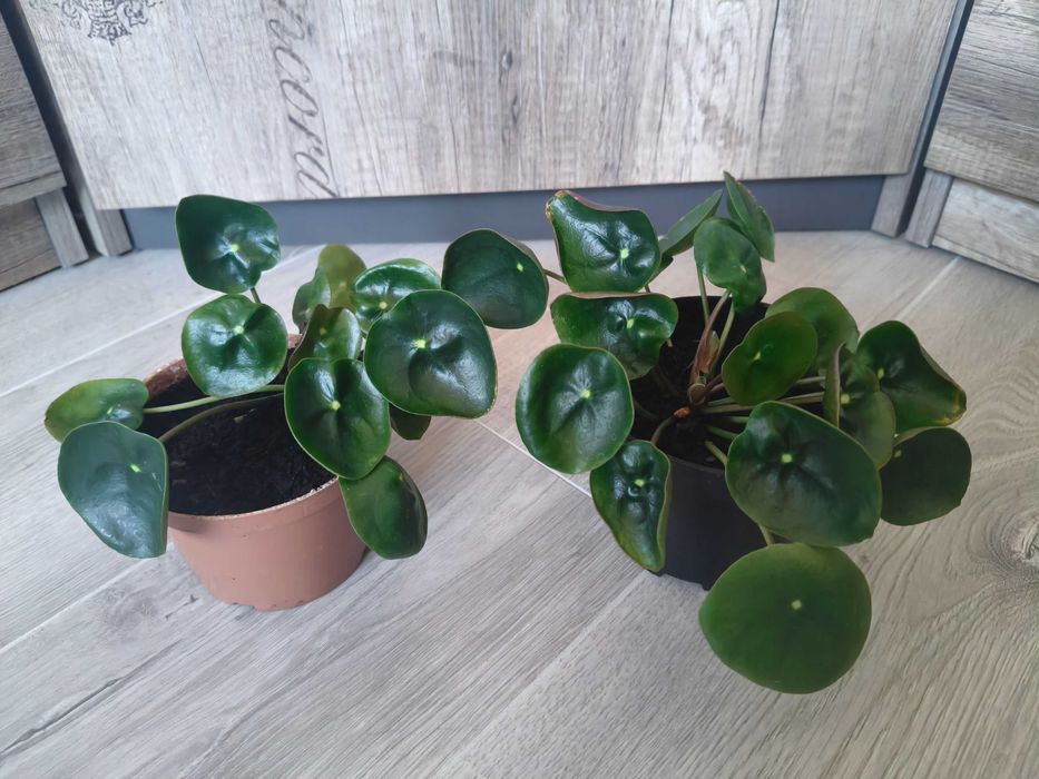 Pilea pieniążek zestaw 2 sadzonki