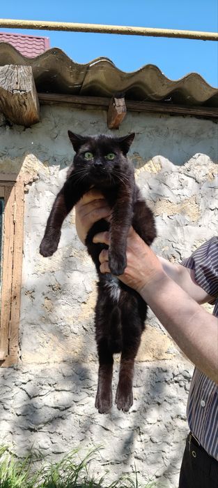 Котята мальчики бесплатно