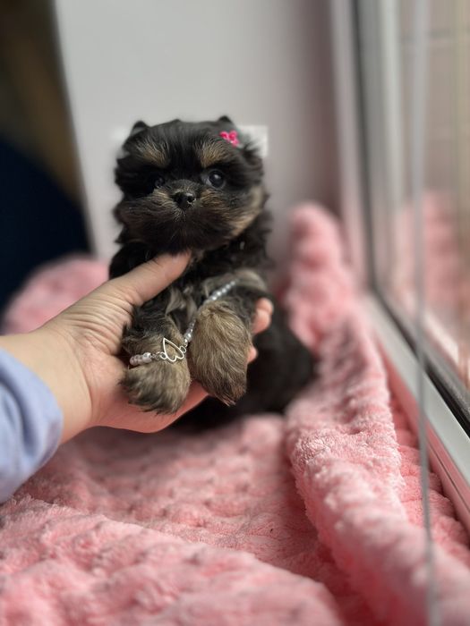 Кукольні міні цуценята йорки. Веселі , милі та лагідні. З паспортом,.