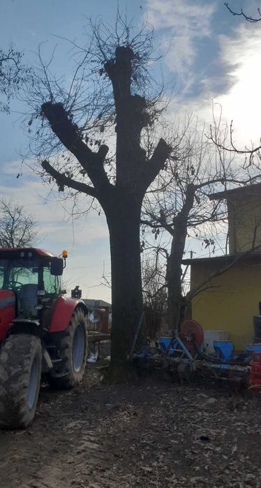 Dębak drzewo odgałęzione rok temu