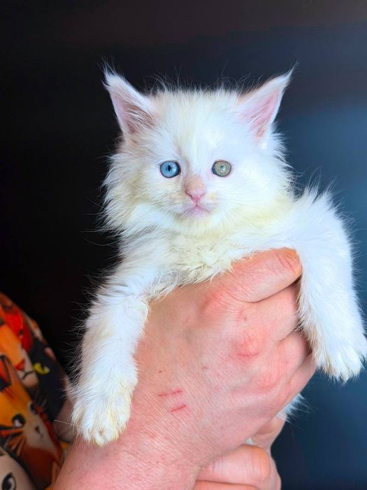 Неймовірний хлопчик