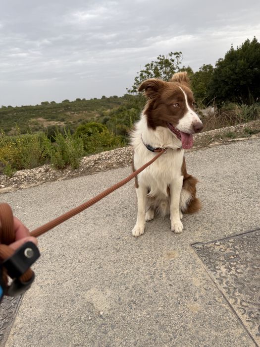 Border collie macho procura namorada