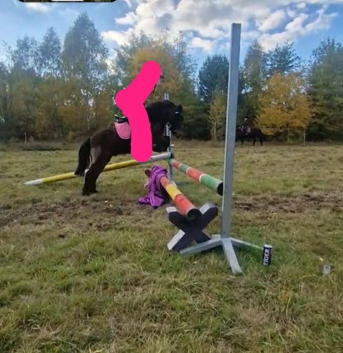 Piękny kuc dla dzieci