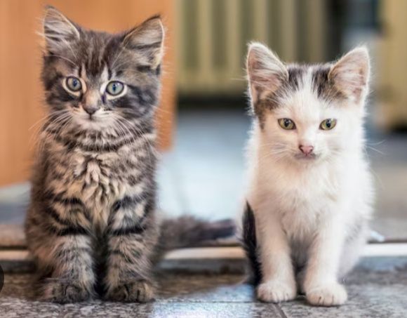 Кошенята 2-5 місяці