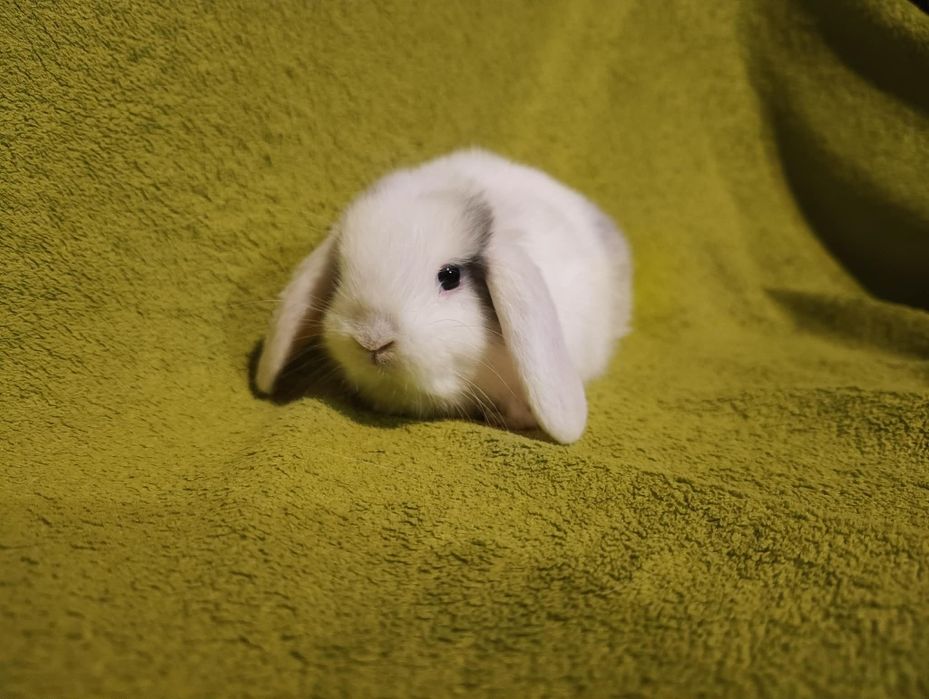 Królik miniaturowy baranek mini lop - rezerwacja