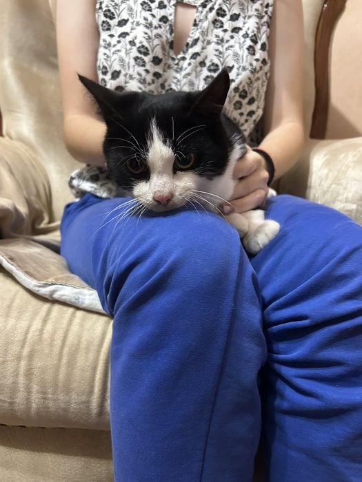 Котик 5 місяців хлопчик.