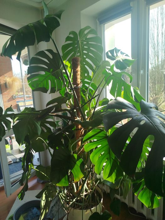 Sprzedam Kwiat Monstera
