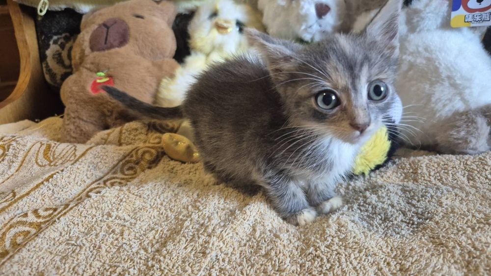 Котята кошенята котики