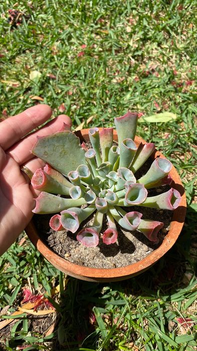 Vendo suculenta tromphete