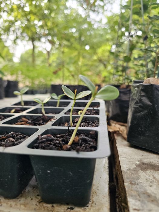 Alfarrobeira (Ceratonia siliqua) planta com 20-30cm