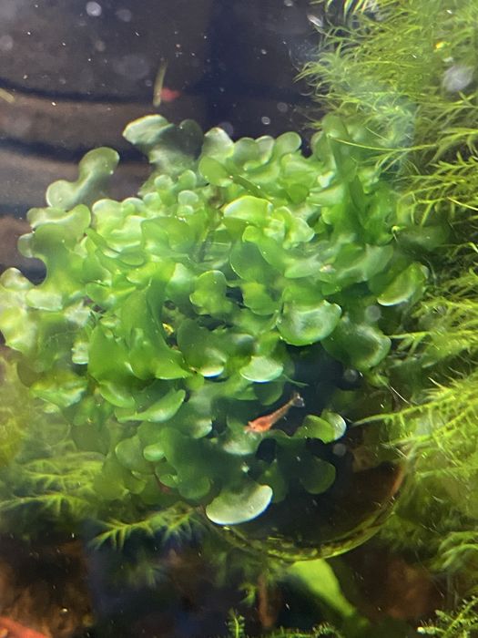 Pelia moss - watrobowiec - mech