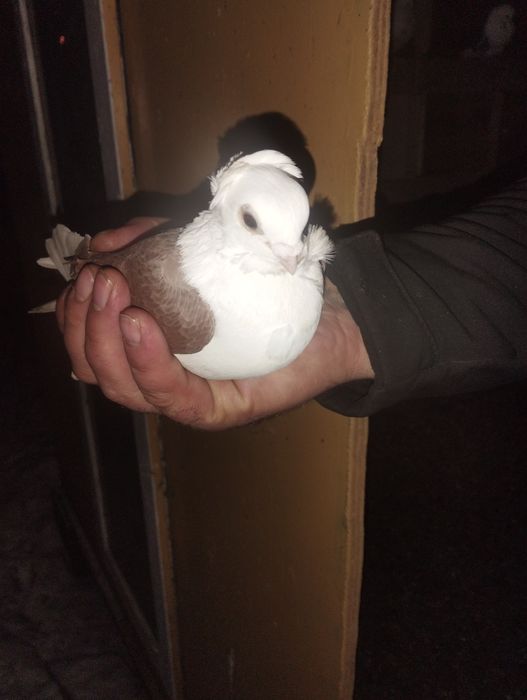 Samiczka newka tarczowa