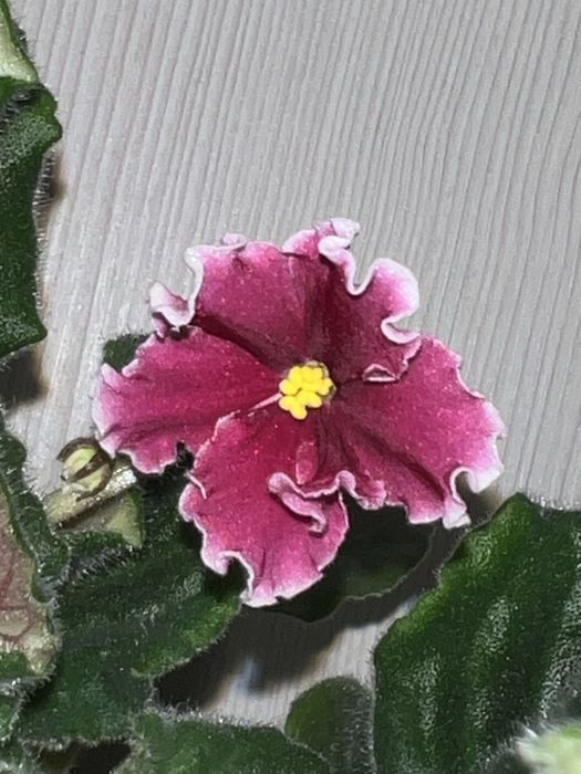 Фиалка. ЕК - Красное перо.