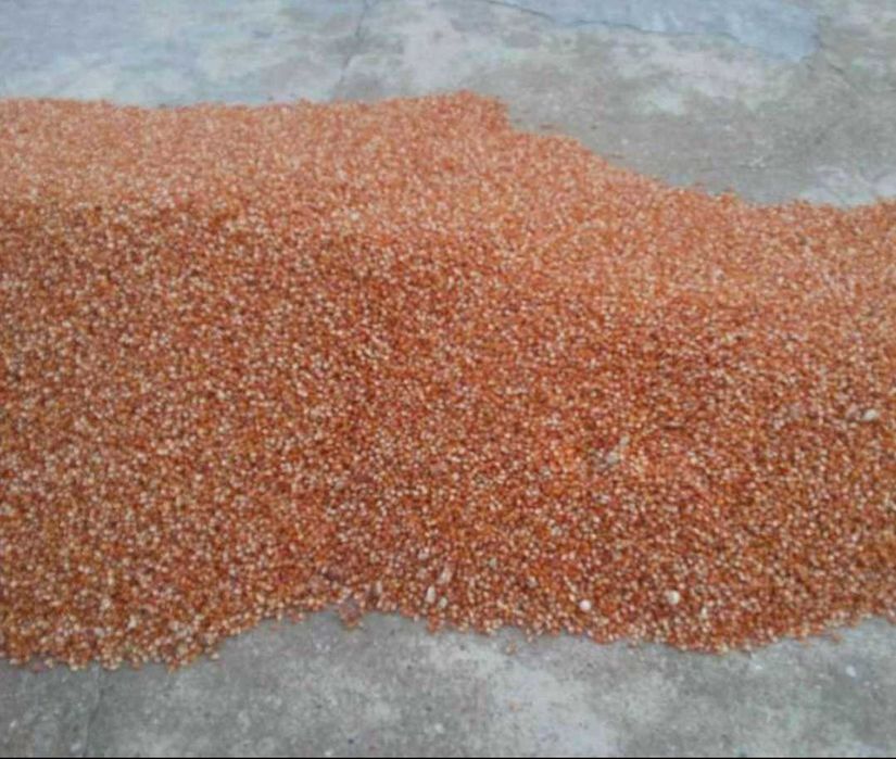 Milho Miúdo Caseiro para semear ou consumo animal